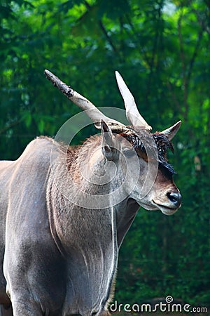 Common Eland Antelope Stock Photo