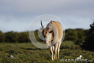 Common Eland grazing, Addo Elephant National Park Stock Photo