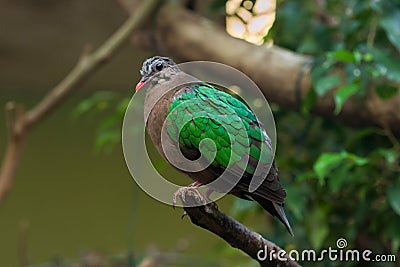 Common emerald dove (Chalcophaps indica). Stock Photo