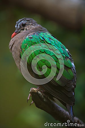 Common emerald dove (Chalcophaps indica). Stock Photo