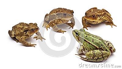 Common European frog or Edible Frog Stock Photo