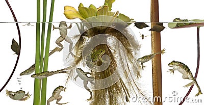 Common European frog or Edible Frog, Rana esculenta in water with plants and insects Stock Photo