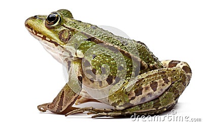 Common European frog or Edible Frog, Rana kl. Esculenta Stock Photo