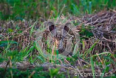 Wild hare in grass Stock Photo