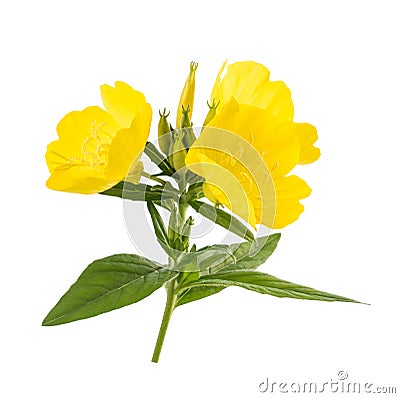 Common evening primrose Stock Photo