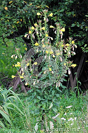 Common evening primrose or Oenothera biennis plant with bright yellow flowers with four bilobed petals growing in home garden Stock Photo