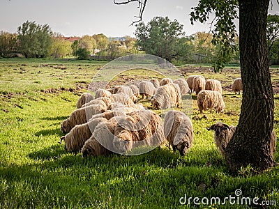 Selective blur on a flock and herd of white sheeps, with short wool, standing and eating in the grass land of a pasture Stock Photo