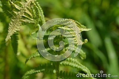 Common fern Stock Photo