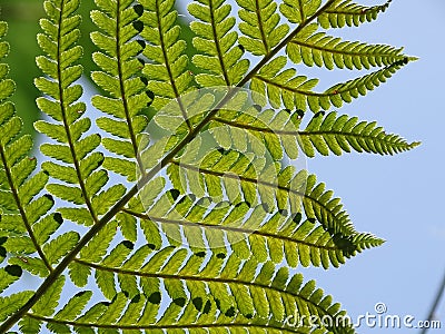 Common fern Stock Photo