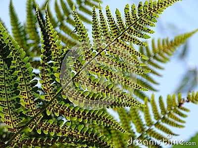 Common fern Stock Photo