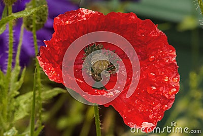 Common Field or Flanders Poppy - Papaver Rhoes After Morning Rain. Stock Photo