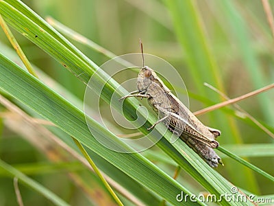 Common field grasshopper (Chorthippus brunneus) Stock Photo