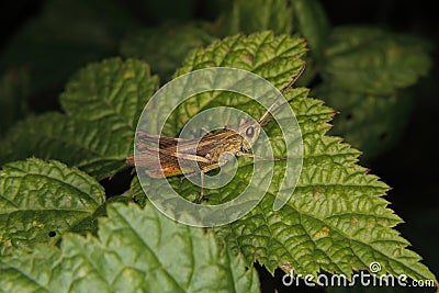 Common field grasshopper (Chorthippus brunneus) Stock Photo