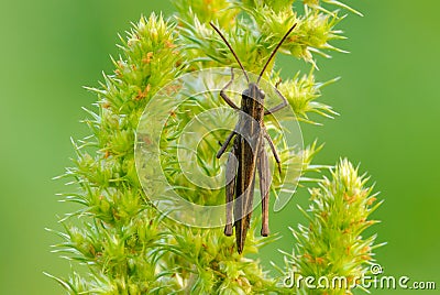 Common field grasshopper sitting on a meadow grass Stock Photo