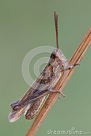Common field grasshopper resting on a dry stalk of grass. Stock Photo