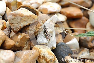 Common Field Grasshopper Stock Photo