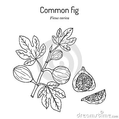 Common fig Ficus carica . Hand drawn vector illustration Vector Illustration