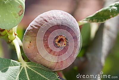 Common Fig (Ficus carica) Stock Photo