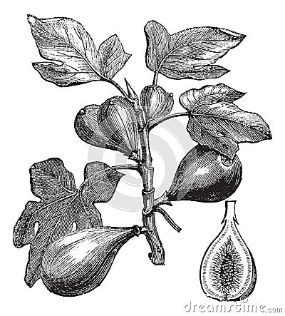 Common Fig or Ficus carica, vintage engraving Vector Illustration