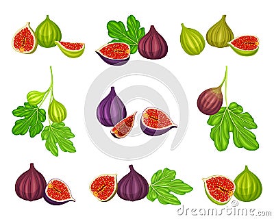 Common Fig or Ficus Plant with Syconium Fruit with Numerous Seeds Vector Set Vector Illustration