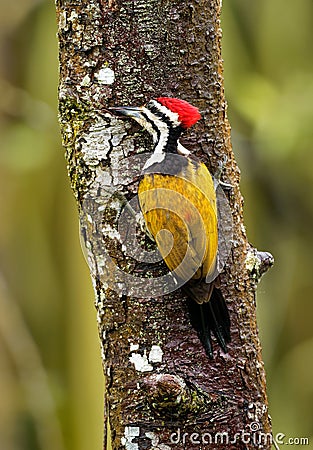 Common Flameback - Dinopium javanense - or Goldenback is a beautiful bird in the woodpecker family Picidae Stock Photo