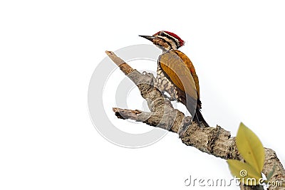 Common Flameback - Dinopium javanense - or Goldenback is a bird in the family Picidae Stock Photo