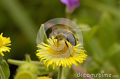 Common Fleabane Stock Photo