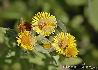 Common Fleabane Stock Photo