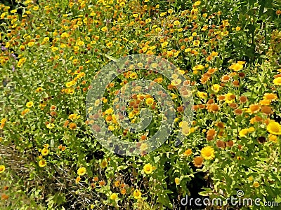 The common fleabane, medicinal herb with flower Stock Photo