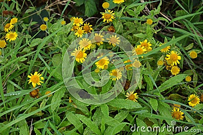 Common fleabane - Pulicaria dysenterica, Norfolk, England, UK Stock Photo