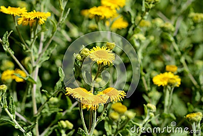 Common fleabane Stock Photo