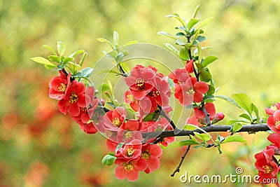 Common flowering quince Stock Photo