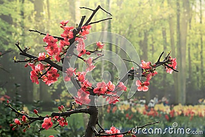Common Flowering Quince Stock Photo