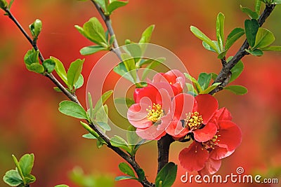 Common Flowering Quince Stock Photo