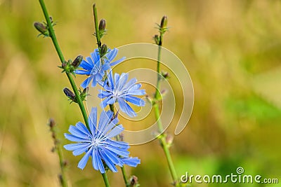 Common flowers of chicory or Cichorium intybus, commonly called blue sailors, chicory, coffee grass or Sukori, is a grassy Stock Photo