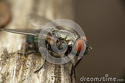 Common fly with red eys Stock Photo