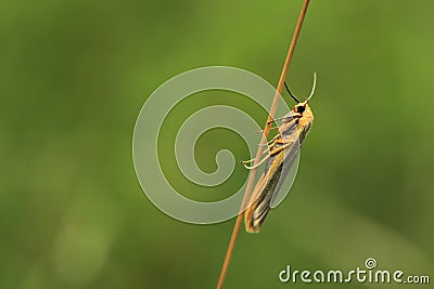 Common footman moth Stock Photo