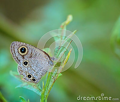 Common fourring, Ypthima huebneri, butterfly feeding on flowers Stock Photo