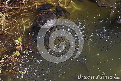 Common frog Stock Photo