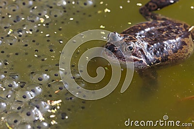 Common frog closeup in pond Stock Photo