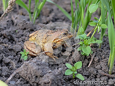 Common frog on a dig box Stock Photo