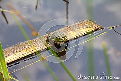 The common frog, Rana temporaria, sitting on a wooden board in the pond with blue sky reflection. Stock Photo