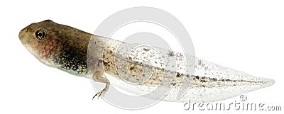 Common Frog, Rana temporaria tadpole Stock Photo