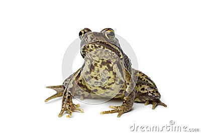 Common frog Stock Photo