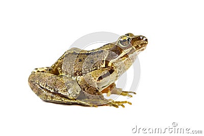 Common frog on white Stock Photo