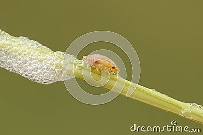 A cute Common Froghopper Philaenus spumarius also called spittlebug or cuckoo spit insect on the stem of a plant with its spittl Stock Photo