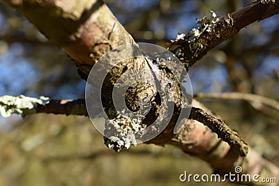 This is a common fungus that grows on trees but mainly pine trees Stock Photo