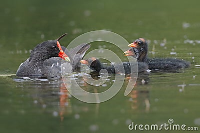 Common Gallinule Feeding its Chicks - Chagres River, Panama Stock Photo