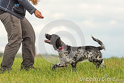 Common game with a cute obedient dog. Cocker Spaniel and dog owner Stock Photo