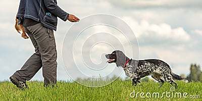 Common game with a cute obedient dog. Cocker Spaniel and dog owner Stock Photo